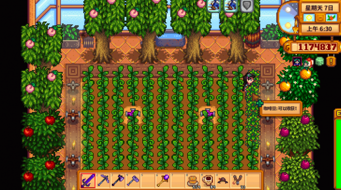 星露谷物语咖啡如何获取3