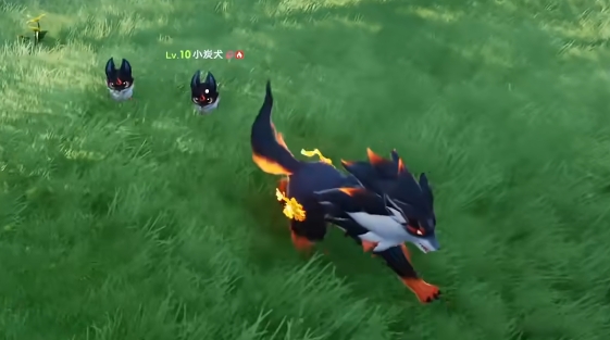 伊莫新手期宠物怎么选2