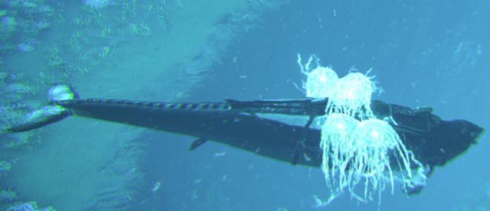 方舟生存进化龙王鲸有什么用2