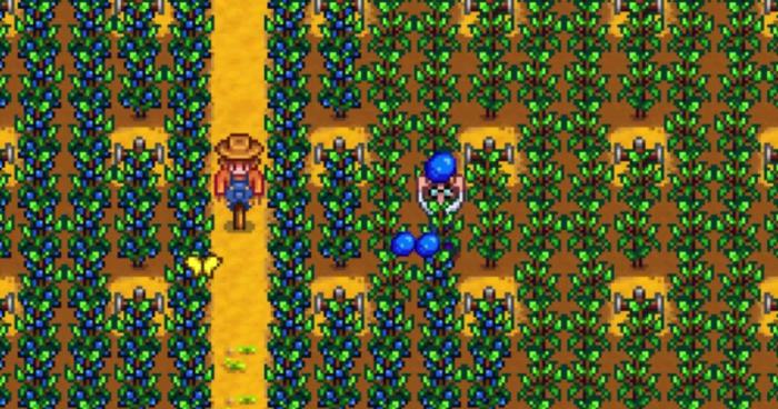 星露谷物语蓝莓怎么卖赚钱_星露谷物语蓝莓直接买还是做果酱 星露谷物语蓝莓怎么卖赚钱_星露谷物语蓝莓直接买还是做果酱