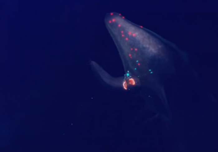 光遇冥龙怎么遇见2