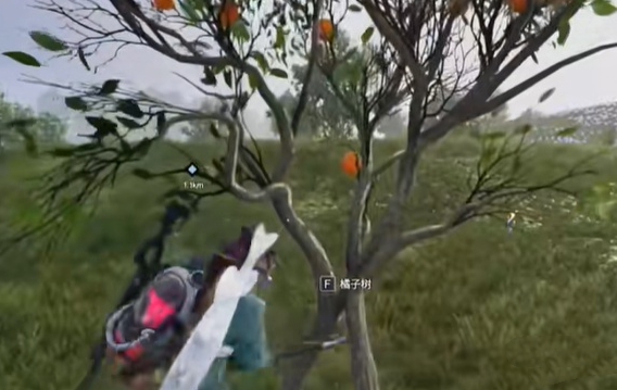 七日世界橘子采集位置在哪2