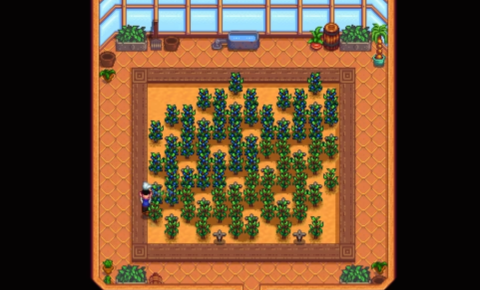 星露谷物语夏季种子有哪些特性2