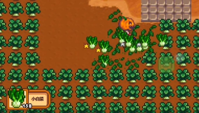 星露谷物语小白菜的收益怎么样1