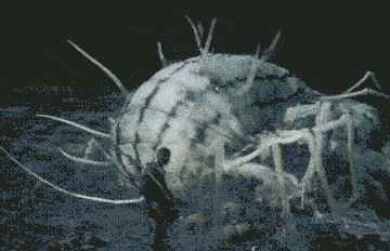 黑神话悟空百足虫怎么打3