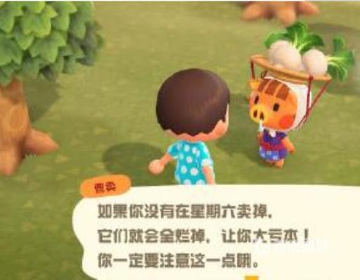 动物森林大头菜几点到几点?3