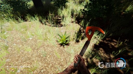 森林芦荟一般出现在哪个位置?3