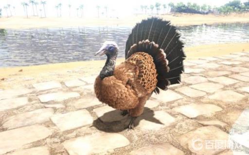 方舟火鸡多少血?2